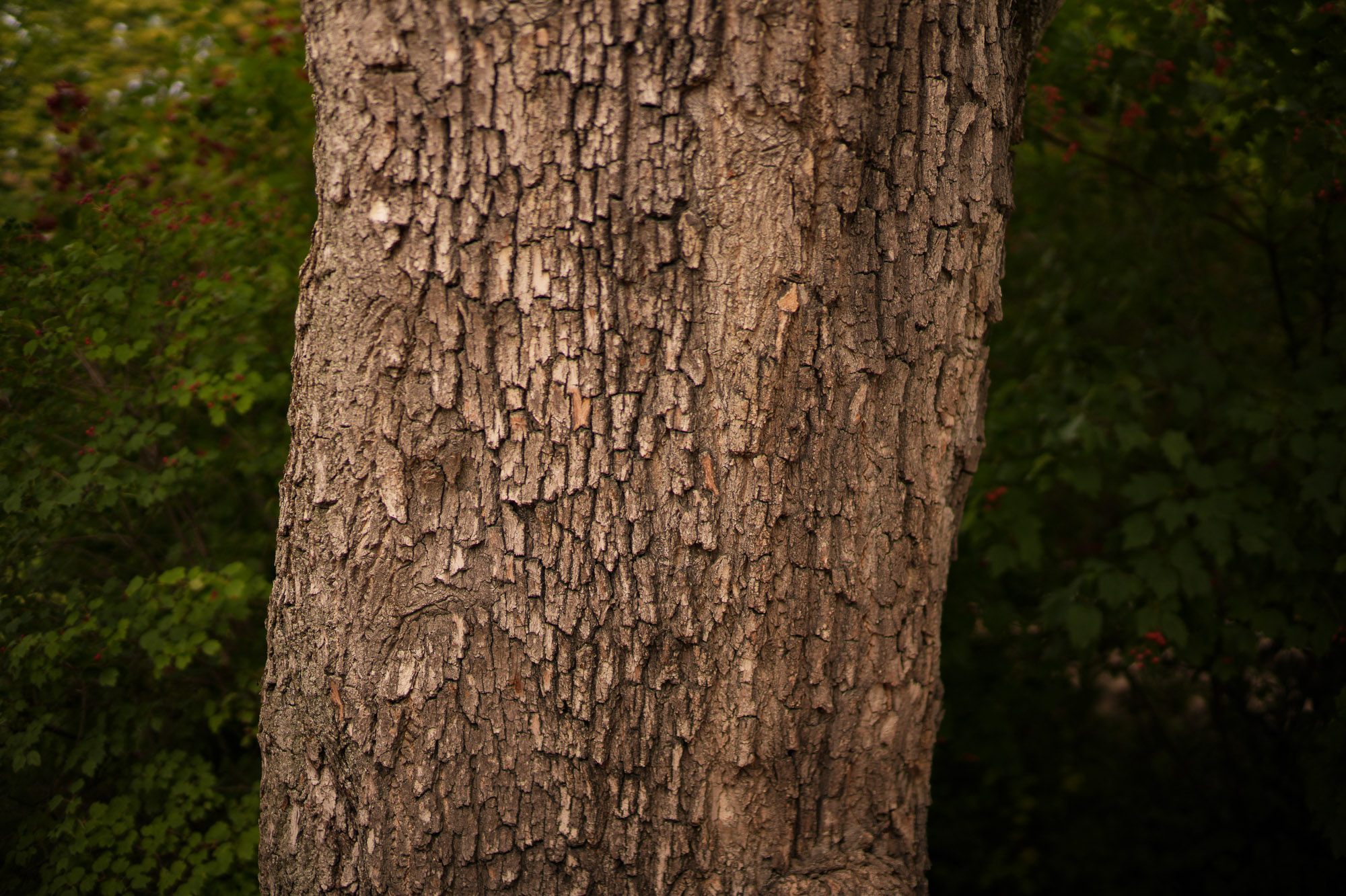 Obiektyw Voigtlander Nokton II 50 mm f/1,2 do Leica M